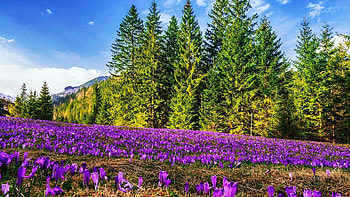 Spring Flowers, crocuses, blossoms, clouds, trees, landscape, sky HD wallpaper