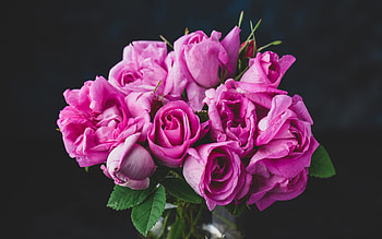 pink roses, rose bouquet, pink flowers, purple roses, background with roses, beautiful flowers HD wallpaper