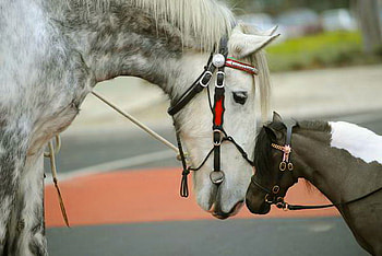 Meeting, horses, white, black and white, small and big HD wallpaper