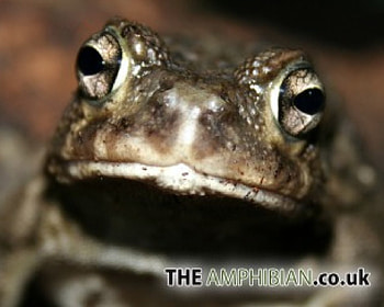 Square marked toad, amphibian, toad, frog HD wallpaper