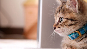 Animals, Sit, Kitty, Kitten, Collar, Mindfulness, Attentiveness HD wallpaper