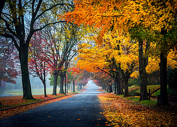 Autumn road, fall, leaves, autumn, trees, road, beautiful, foliage HD wallpaper