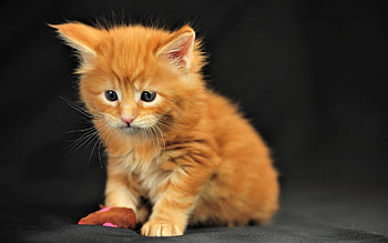 Kitten, meow, pussy, cat HD wallpaper