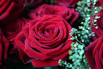 Flowers, Flower, Rose Flower, Rose, Bud HD wallpaper