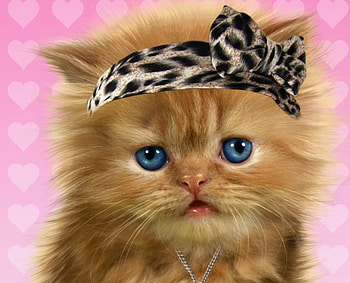 Kitten, animal, eyes, cute, cat, orange, ginger, pisica, funny, bow HD wallpaper