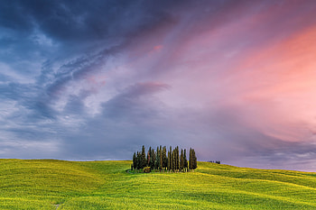 Cypress Tree, Tuscany field, Italy, nature HD wallpaper