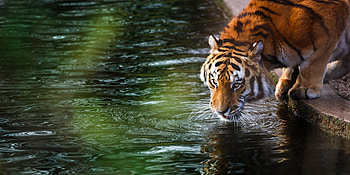 Tiger , tiger, animals, reflection, water HD wallpaper