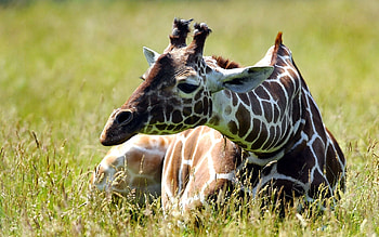 Animals, Grass, Sit, Spotted, Spotty, Giraffe HD wallpaper