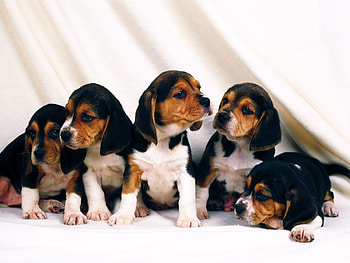 Possing for the portrait, sweet, animal, dog, puppy, baby HD wallpaper