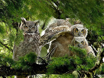 The Horned Family, kids, mother, owl, tree HD wallpaper