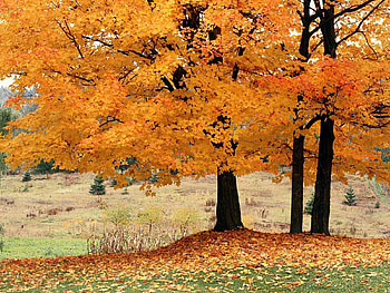 Nature, Trees, Autumn, Fallen HD wallpaper