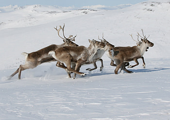 Caribou National Park, Wilderness exploration, Nature's sanctuary, Wildlife preservation HD wallpaper