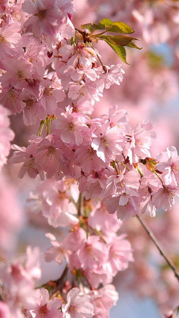 Pink, Pink Aesthetic, Flowers HD phone wallpaper