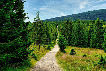 Fir tree , Nature's splendor, Majestic presence, Serene beauty HD wallpaper