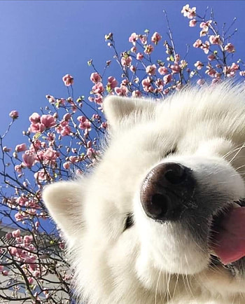 dog happiness, malamout, happines, funny HD phone wallpaper