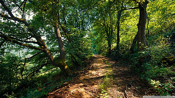 Armenia, Teghut, Teghut, forests, nature, Armenia HD wallpaper