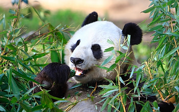 Panda, animal, nature, bear HD wallpaper