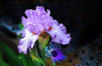 Iris, blue, black, art, pink, painting, pictura, flower, green HD wallpaper