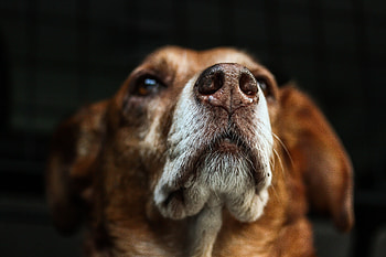 Animals, Dog, Muzzle, Dark Background, Sight, Opinion HD wallpaper