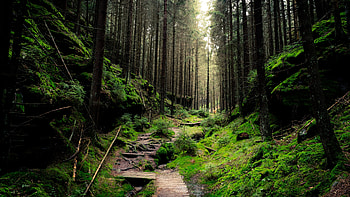 Forest Trail, landscape, trail, nature, forest HD wallpaper