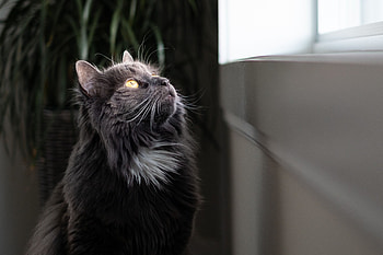 Animals, Cat, Fluffy, Grey, Observation HD wallpaper