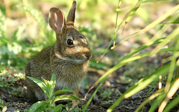 Animals, Grass, Sit, Shadow, Hide, Hare HD wallpaper