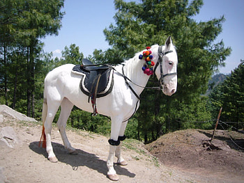 Elegant white horse, animal, run, horse, nature HD wallpaper
