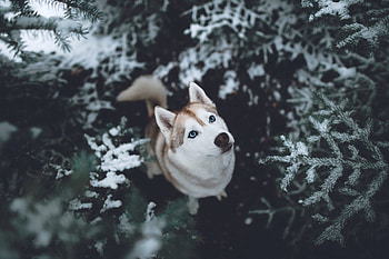 Siberian Husky , siberian-husky, animals, dog HD wallpaper