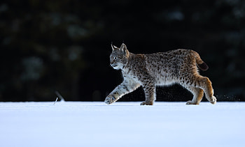 Red Lynx, Yellowstone Wildlife Sanctuary, Animals HD wallpaper