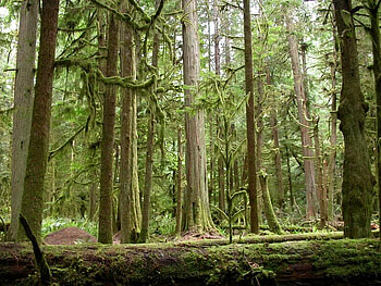 Moments of Time Trail, Olympic National Park, WA, trees, leaves, forest, light HD wallpaper