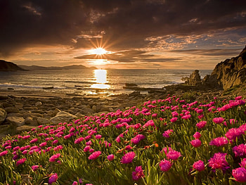 Landscape, Flowers, Sunset, Beach HD wallpaper