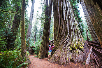 Oregon's giant redwoods, Enchanting forest stroll, Nature's beauty, Serene landscapes HD wallpaper
