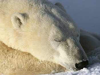 I'm so tired, winter, white, polar bear, frozen, bear, snow, sleeping, sleep HD wallpaper
