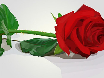 Rose, abstract, red HD wallpaper