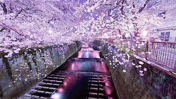 www-walldevil-com-a-cherry-cityscapes-tokyo-blossoms- HD wallpaper