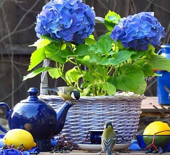 Blue Passion, still life, passion, Blue, flower HD wallpaper