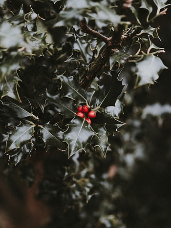 Leaves, Berries, Macro, Blur, Smooth, Branch HD phone wallpaper