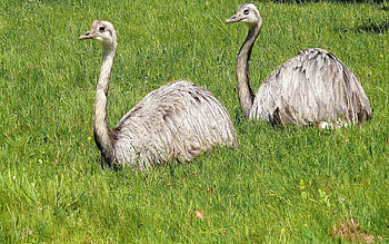 Animals, Ostrich, Grass, Beak, Couple, Pair, Polyana, Glade HD wallpaper
