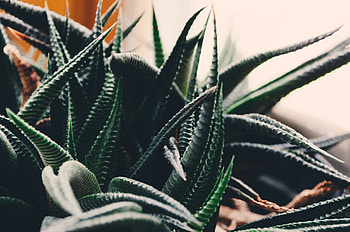 Flowers, Leaves, Branches, Indoor Plant, Houseplant HD wallpaper