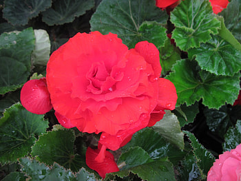 Flowers day at the greenhouse 36, graphy, green, Red, Flowers, garden, leaf HD wallpaper