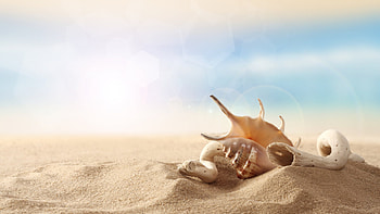 Background, Shells HD wallpaper