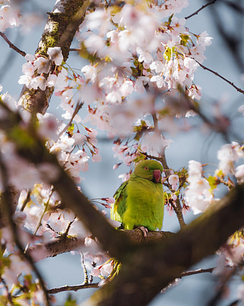 Animals, Flowers, Parrots, Branches HD phone wallpaper