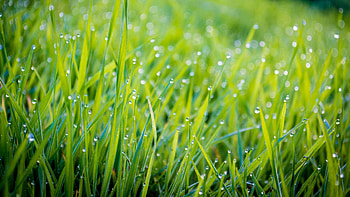 Closeup View Of Green Grass With Water Drops Blur Bokeh Background Macro HD wallpaper