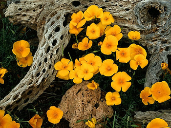 Golden Poppies, tree trunk, flowers HD wallpaper