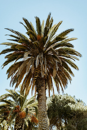 Nature, Leaves, Wood, Tree, Palm, Branches HD phone wallpaper
