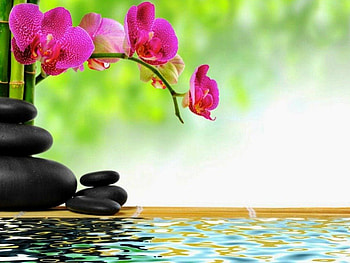 A View for Relaxation, medidate, spa, flowers, relax, water, stones HD wallpaper
