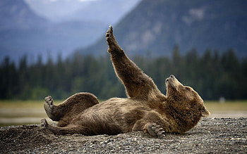 Bear, Animal, Cute, Bears HD wallpaper