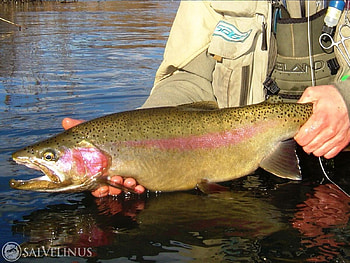 Lake Erie Steelhead Trout, kevin pora, team stream craft, fishing, trout HD wallpaper