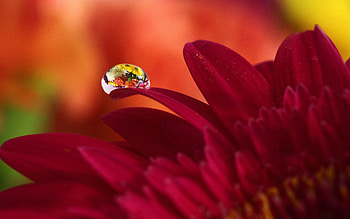 Flower, Macro, Petals, Drop HD wallpaper