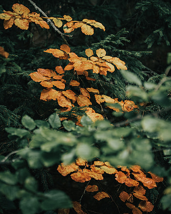 Nature, Leaves, Needle, Bush, Branches HD phone wallpaper